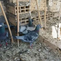 پلاکی|پرنده|آران و بیدگل, |دیوار
