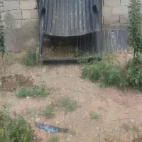 کفی آریسان