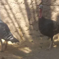 بوقلمون|حیوانات مزرعه|بم, |دیوار