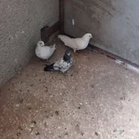 کبوتر|پرنده|نظرآباد, شهرک صنعتی سپهر|دیوار