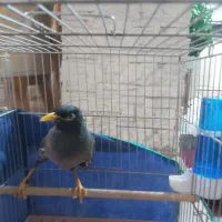 فروش یا معاوضه مرغ مینا سخنگو