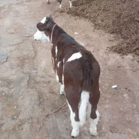 گاو شیری با گوساله ماده سیمینتال|حیوانات مزرعه|مشگین شهر, |دیوار