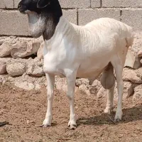 قوچ کله ۳رنگ جفت دوقلو درجه یک یک سن ۷ماه|حیوانات مزرعه|مهران (هرمزگان), |دیوار