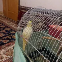 عروس هلندی|پرنده|قیدار, |دیوار