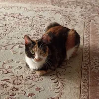 واگذاری فوری|گربه|اصفهان, آهنگران|دیوار