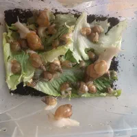 دونه ای 30به بالا