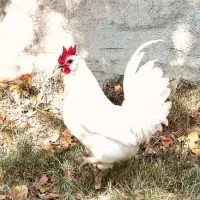 تخم مرغ نطفه دار کلکسیونی