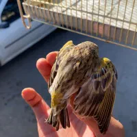 دو رگه گلبسر قناری|پرنده|مریوان, |دیوار