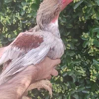 خروس و مرغ اصیل لاری شیراز
