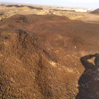 پخش انواع کود حیوانی پوسیده|خدمات باغبانی و درختکاری|کرج, کمالشهر|دیوار