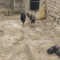 مرغ محلی|حیوانات مزرعه|سلماس, |دیوار