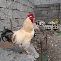 خروس