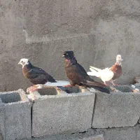 حراج کبوتر|پرنده|خورموج, |دیوار