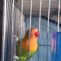 طوطی برزیلی ماده|پرنده|شیراز, کوشک میدان|دیوار