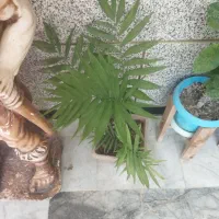 گل گل گل