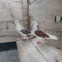 کفترپرشی