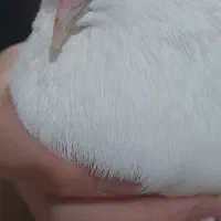 کبوتر پیدا شده