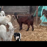 گوسفند دوقلو زا