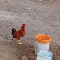 یک دانه مرغ جوان تخم گذار