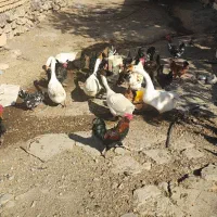 فروش 5عدد قوغاز