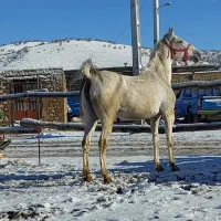 مادیون کرد اصیل