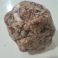 فسیل سنگ