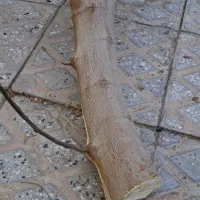 چند قطعه چوب رایگان