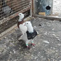 کبوتر رنگی طوقی