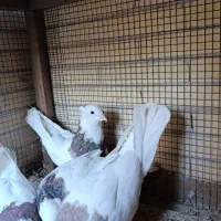 کبوتر طوقی|پرنده|یزد, |دیوار