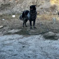 نر و لاس|سگ|چادگان, |دیوار