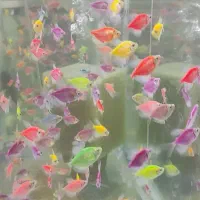 ماهی کالر وید|ماهی|کنگاور, |دیوار