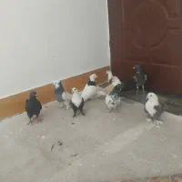 کبوتر رنگی|پرنده|فردوس (خراسان), |دیوار