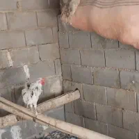 تخم نطفه دار برهما و گلین|حیوانات مزرعه|شهرضا, |دیوار