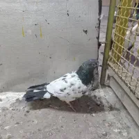 کبوتر کفتر تیدی ماده