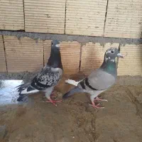 کبوتر