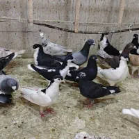 ۶۰ عدد کبوتر پرنده