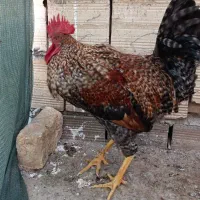 یک عدد خروس نژاد دار