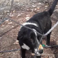 توله قدرجانی گمشده