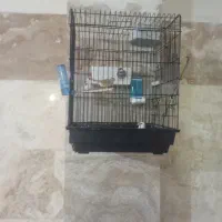 فنج نرگسی|پرنده|ری, شهرک نظامی|دیوار