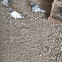 کفتر سرخ نر|پرنده|سراوان, |دیوار