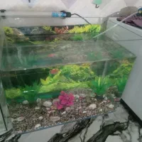 تصفیه اکواریوم ولجن خوار و اکواریوم