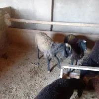 میش وبره|حیوانات مزرعه|کوهسار (البرز), |دیوار