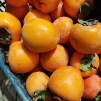 خرمالو سیبی|خوردنی و آشامیدنی|نوشین شهر, |دیوار