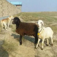 سلام دو عدد بره افشاری ترو تمیز جفتی ۱۸ تومان|حیوانات مزرعه|گلی داغ, |دیوار