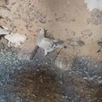 کفتر