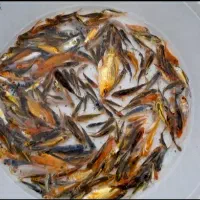 ماهی کوی|ماهی|سنگر, |دیوار