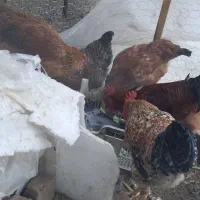 مرغ و خروس محلی|حیوانات مزرعه|سردشت, |دیوار