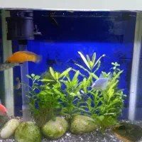 آکواریوم کامل خانگی