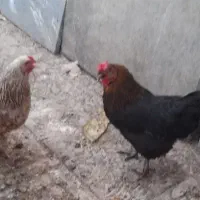مرغ بومی تخم گذار ۲ عدد