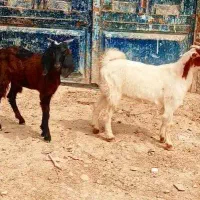 بز یا بزغاله.        بره گوسفند گاو